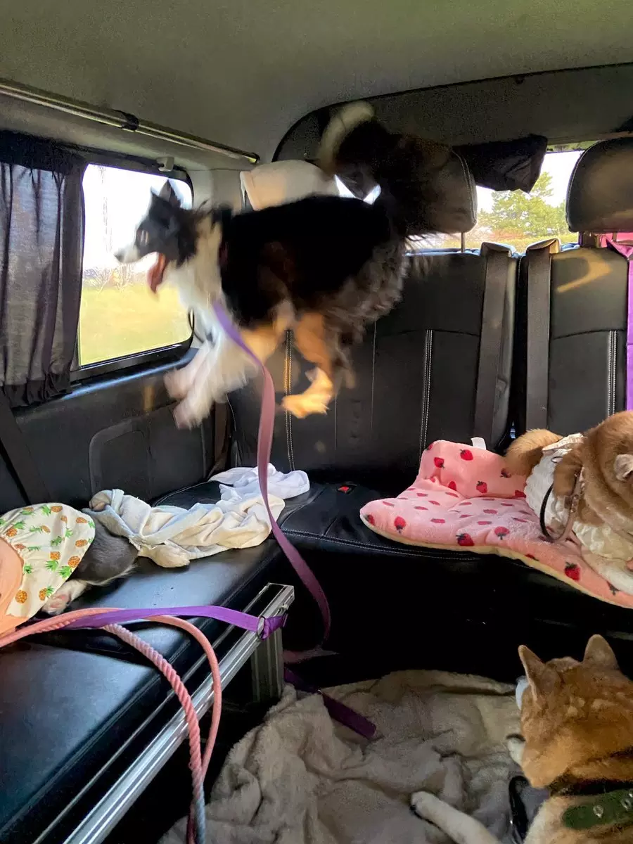 Border Collie Brincando